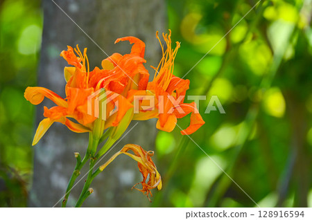 夏季，田野和山間盛開的黃花菜 128916594