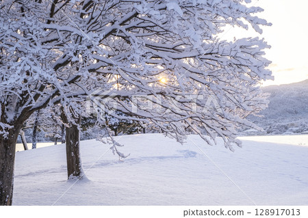 Scenery of the morning sun shining through fresh snow in the park Scenery of the morning sun shining through fresh snow in the park 128917013