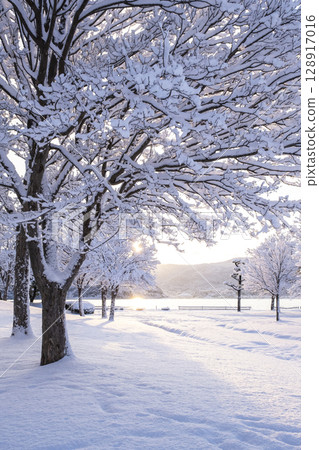 Scenery of the morning sun shining through fresh snow in the park Scenery of the morning sun shining through fresh snow in the park 128917016
