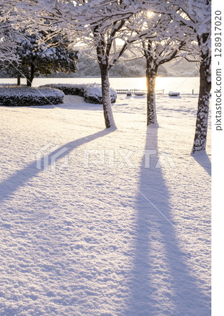 清晨陽光透過新雪照射在公園裡的風景 清晨陽光透過新雪照射在公園裡的風景 128917020