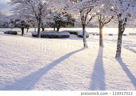 Scenery of the morning sun shining through fresh snow in the park Scenery of the morning sun shining through fresh snow in the park 128917022