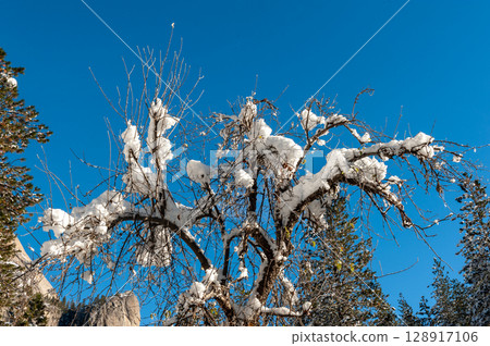 Snow-covered trees in Yosemite national park 128917106