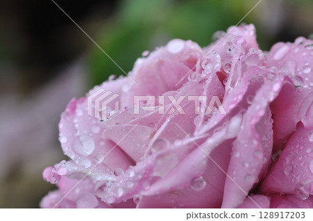 玫瑰園裡盛開著粉紅色的玫瑰花 128917203