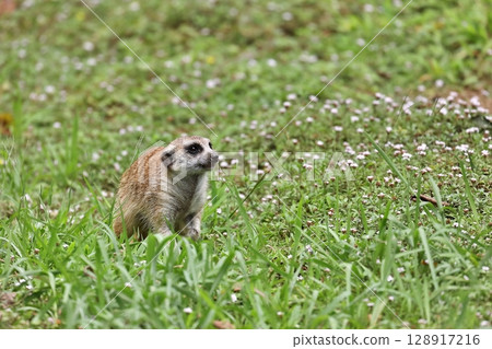 Meerkat on the grass 128917216