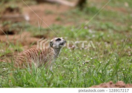 Meerkat looking up on the grass 128917217