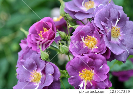 Purple roses blooming in the rose garden 128917229