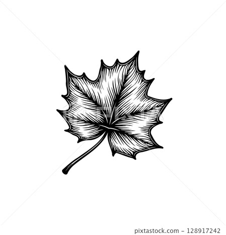 Elegant black and white engraved illustration of a single maple leaf on white 128917242