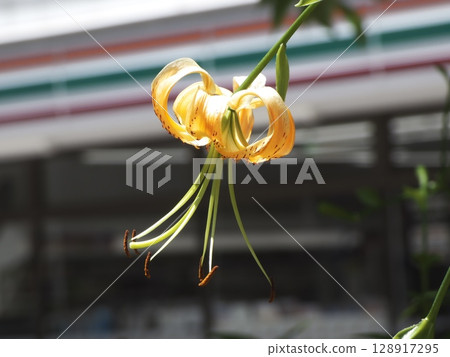 橙色的虎皮百合在陽光下閃閃發光 橙色的虎皮百合在陽光下閃閃發光 128917295