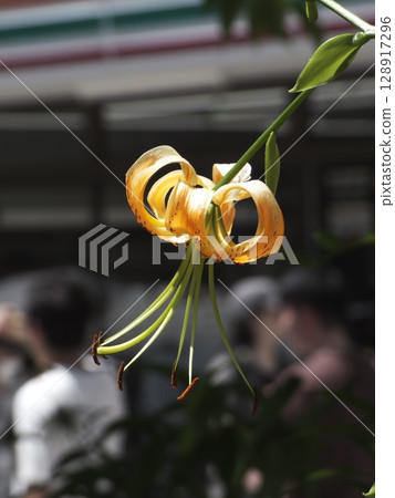 Demon lilies blooming beside the crowds 128917296