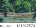 A torii gate submerged in a pond filled with floating water lilies 128917578