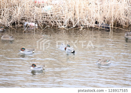 A quarrelling teal and its flock A quarrelling teal and its flock 128917585
