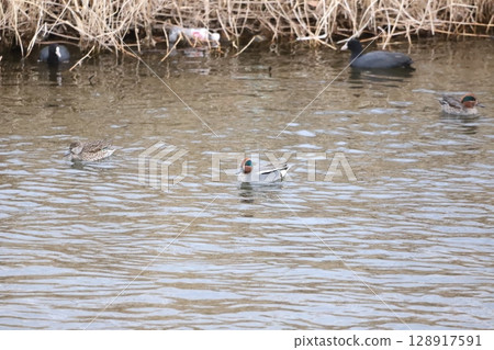 Teal swimming in the river 128917591