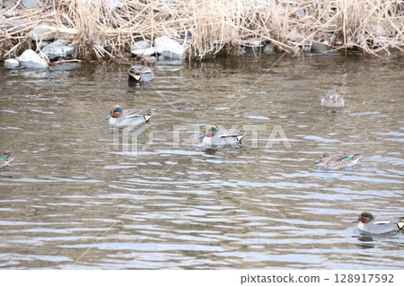 Teal swimming in the river 128917592