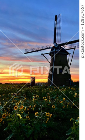 [Sakura City, Chiba Prefecture] Sunset: Windmills in the sunflower fields at Sakura Furusato Square 128917657