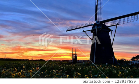 [Sakura City, Chiba Prefecture] Sunset: Windmills in the sunflower fields at Sakura Furusato Square 128917659