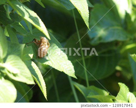 Cicadian shell 128917841