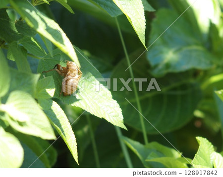 An empty shell resting on a leaf 128917842