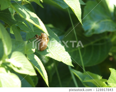 An empty shell resting on a leaf An empty shell resting on a leaf 128917843