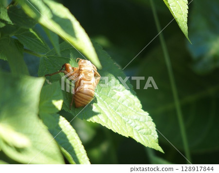 Cicada shell perched on a leaf Cicada shell perched on a leaf 128917844