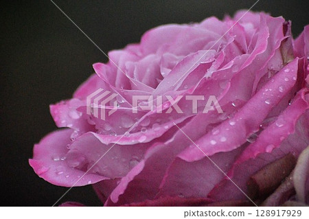 Purple roses wet with rain Purple roses wet with rain 128917929