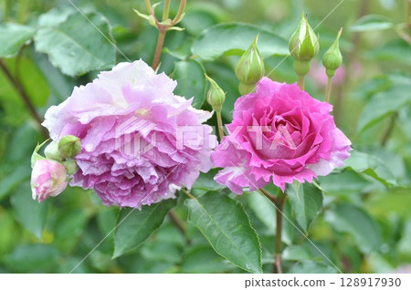 Purple roses wet with rain Purple roses wet with rain 128917930
