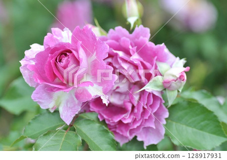 Purple roses wet with rain Purple roses wet with rain 128917931