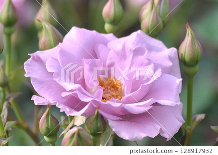 Purple roses wet with rain Purple roses wet with rain 128917932