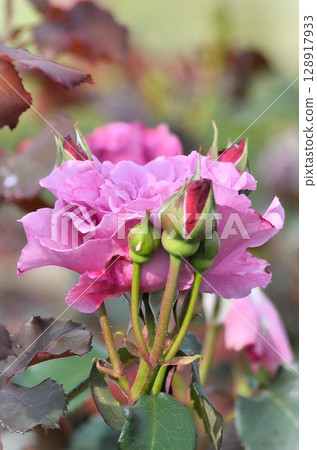 Purple roses wet with rain Purple roses wet with rain 128917933
