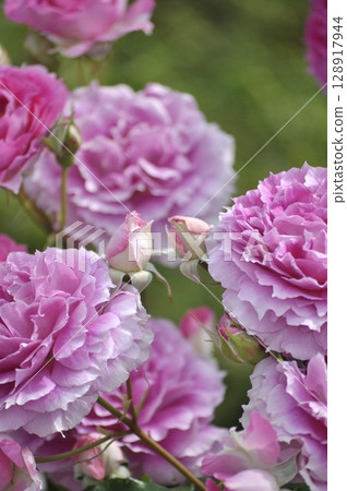 Purple roses wet with rain 128917944