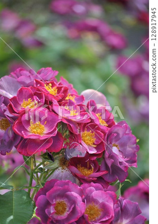 Purple roses wet with rain 128917945