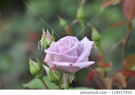 Purple roses wet with rain Purple roses wet with rain 128917950