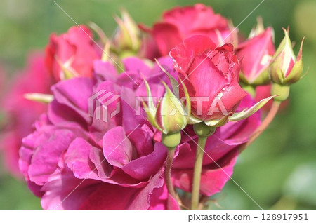 Purple roses wet with rain Purple roses wet with rain 128917951
