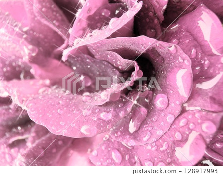 Purple roses wet with rain Purple roses wet with rain 128917993