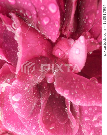 Purple roses wet with rain Purple roses wet with rain 128917994