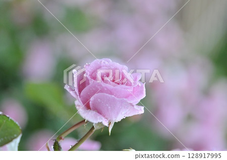 Purple roses wet with rain Purple roses wet with rain 128917995