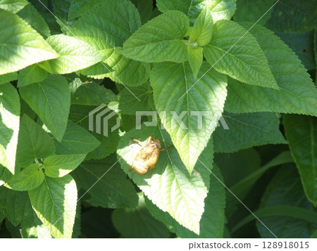 An empty shell resting on a hydrangea leaf 128918015