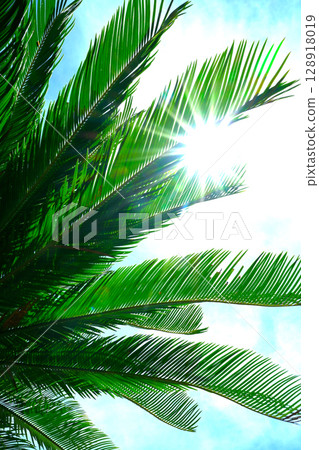 Palm leaves and sunlight 128918019