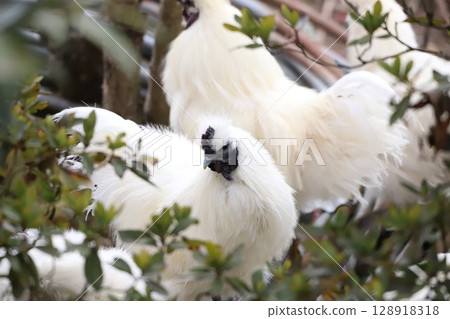 A Silkie eating food 128918318