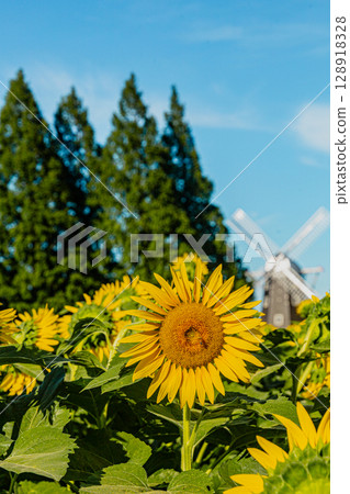 向日葵 夏天 夏 128918328