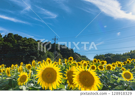 向日葵 夏天 夏 128918329