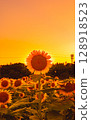 sunflower, sunflowers, summer 128918523