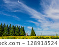 sunflower, sunflowers, summer 128918524