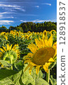 sunflower, sunflowers, summer 128918537