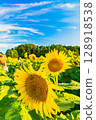 sunflower, sunflowers, summer 128918538