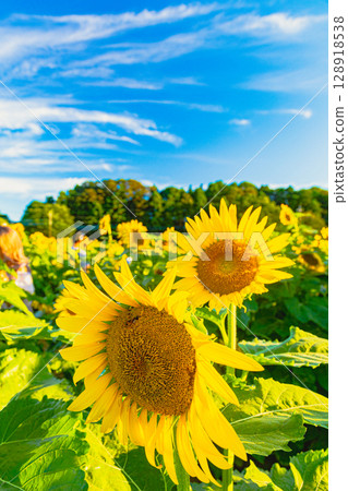 sunflower, sunflowers, summer 128918538