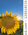sunflower, sunflowers, bloom 128918539