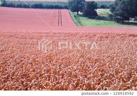 French wheat fields 128918592