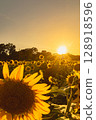 sunflower, sunflowers, summer 128918596