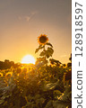 sunflower, sunflowers, summer 128918597