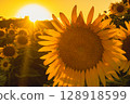 sunflower, sunflowers, summer 128918599